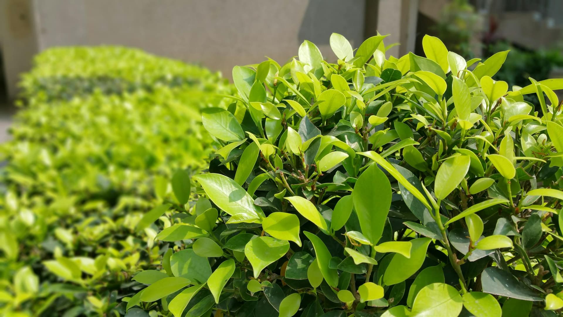 Gepflegte Sträucher und Hecken im Garten